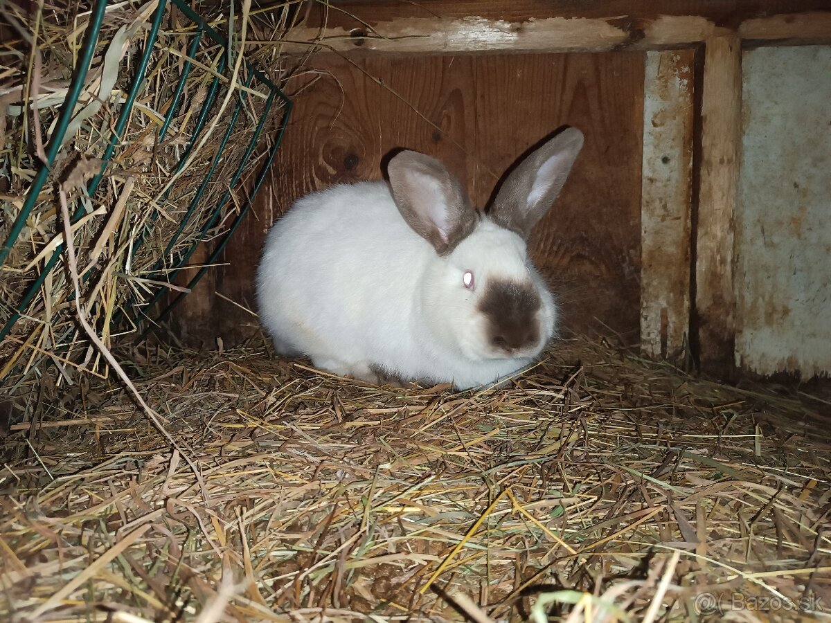 Kalifornský králik