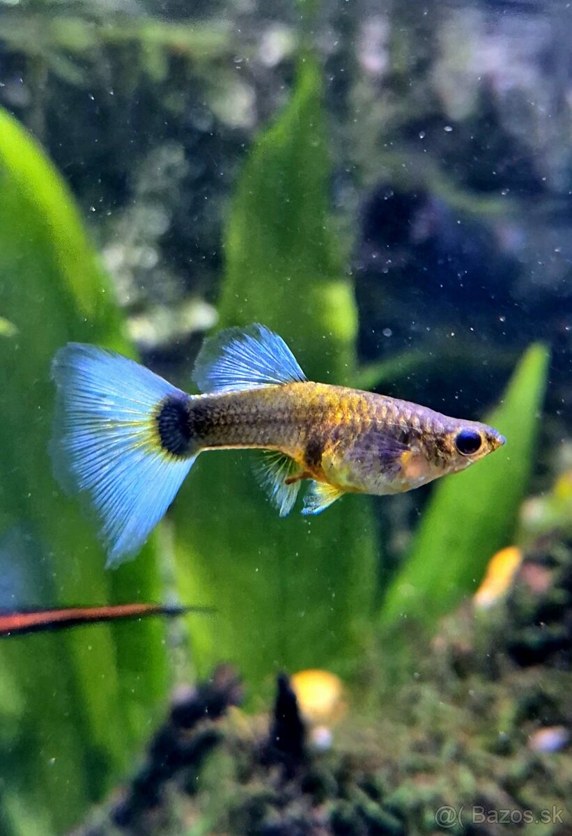 Predám rybky Gupka Yellow mix