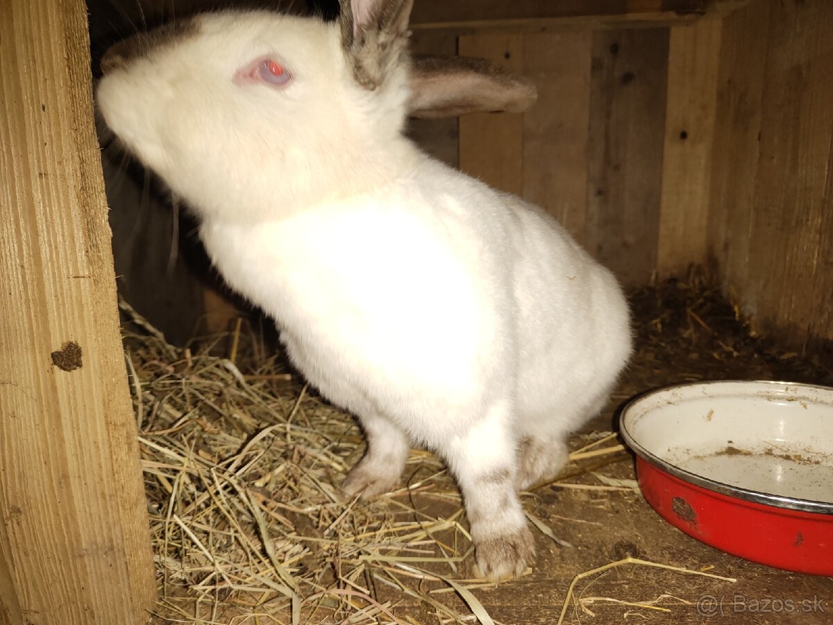 dospelá samica na ďalší chov 30 EUR, priamo PO