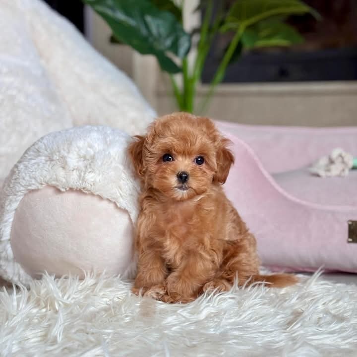 Maltipoo