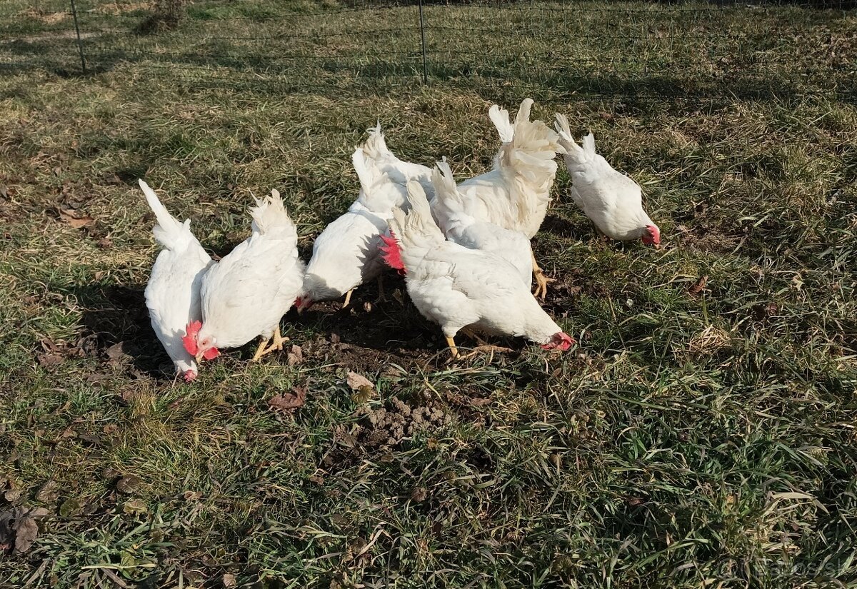 Násadové vajcia Leghorn biely.