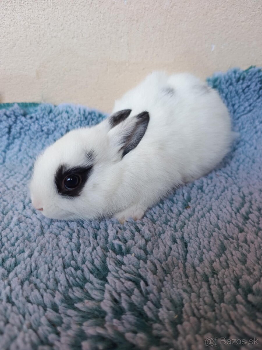 Mini zajačik - samček