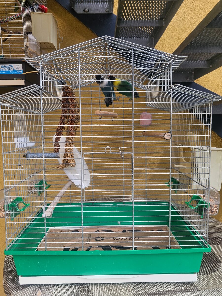 Agapornis personata spolu s klietkou.