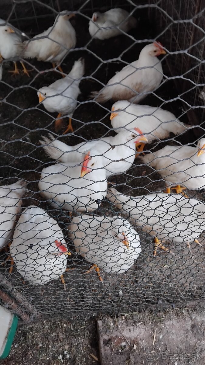 Sliepočky leghorn