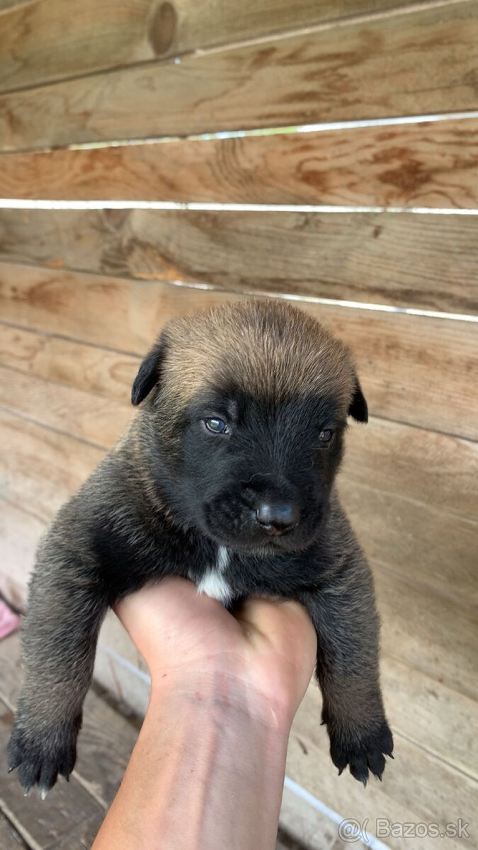 Belgický Ovčiak Malinois