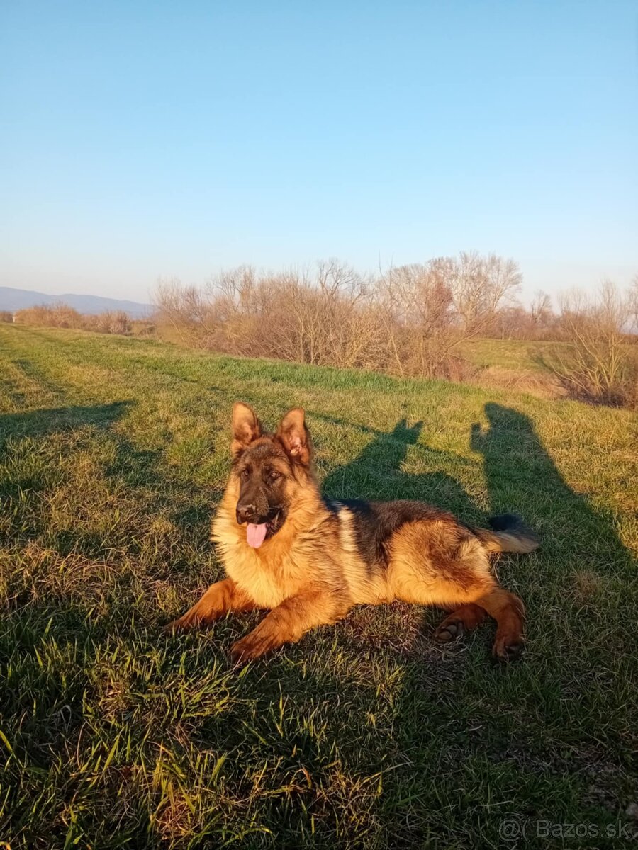 Nemecký ovčiak