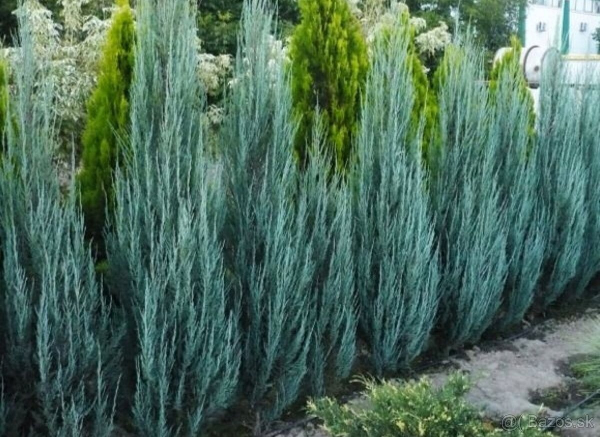 Borievka - juniperus blue arrow