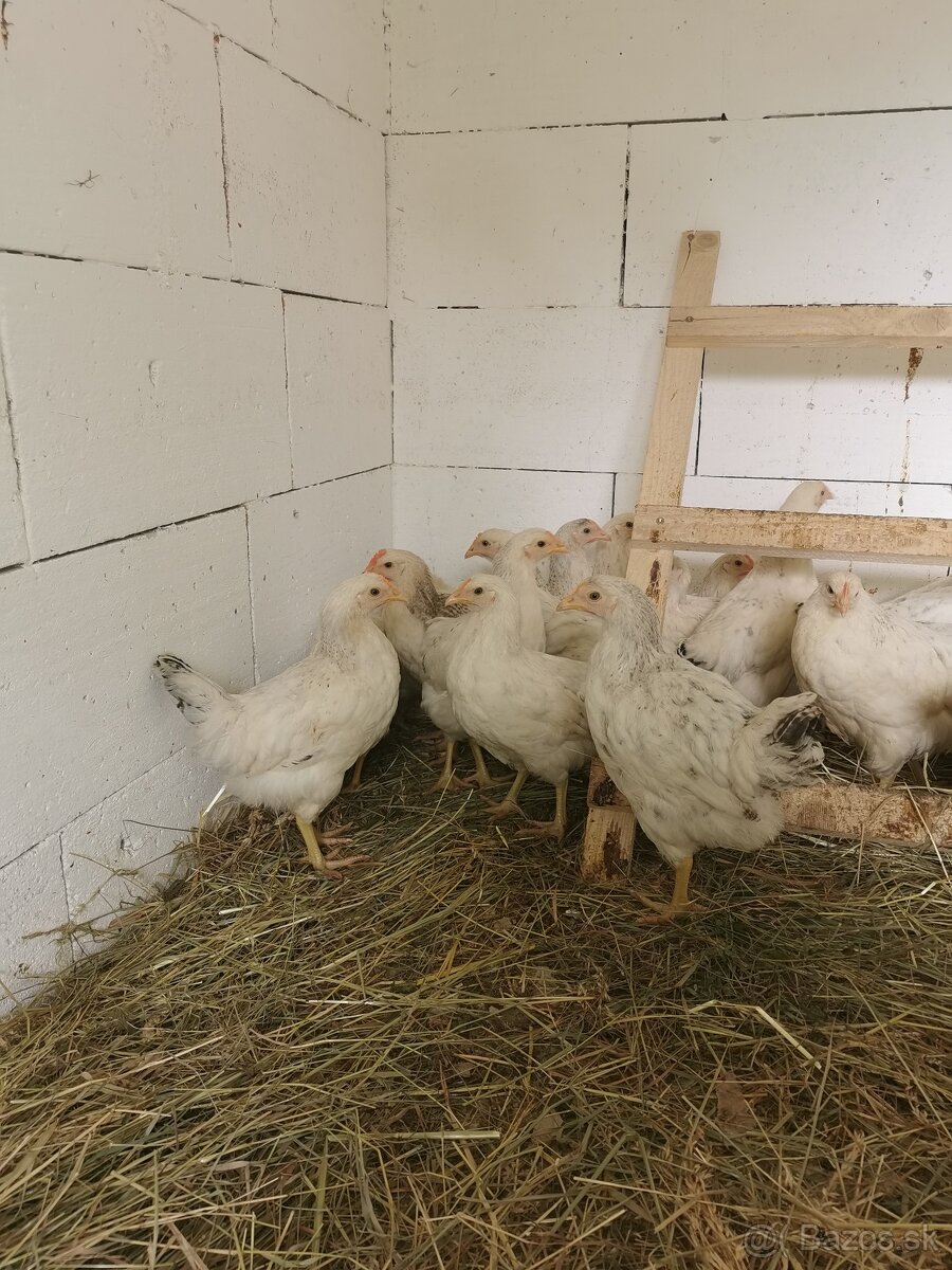 Predám 14 týždňové nosnice issa sasex