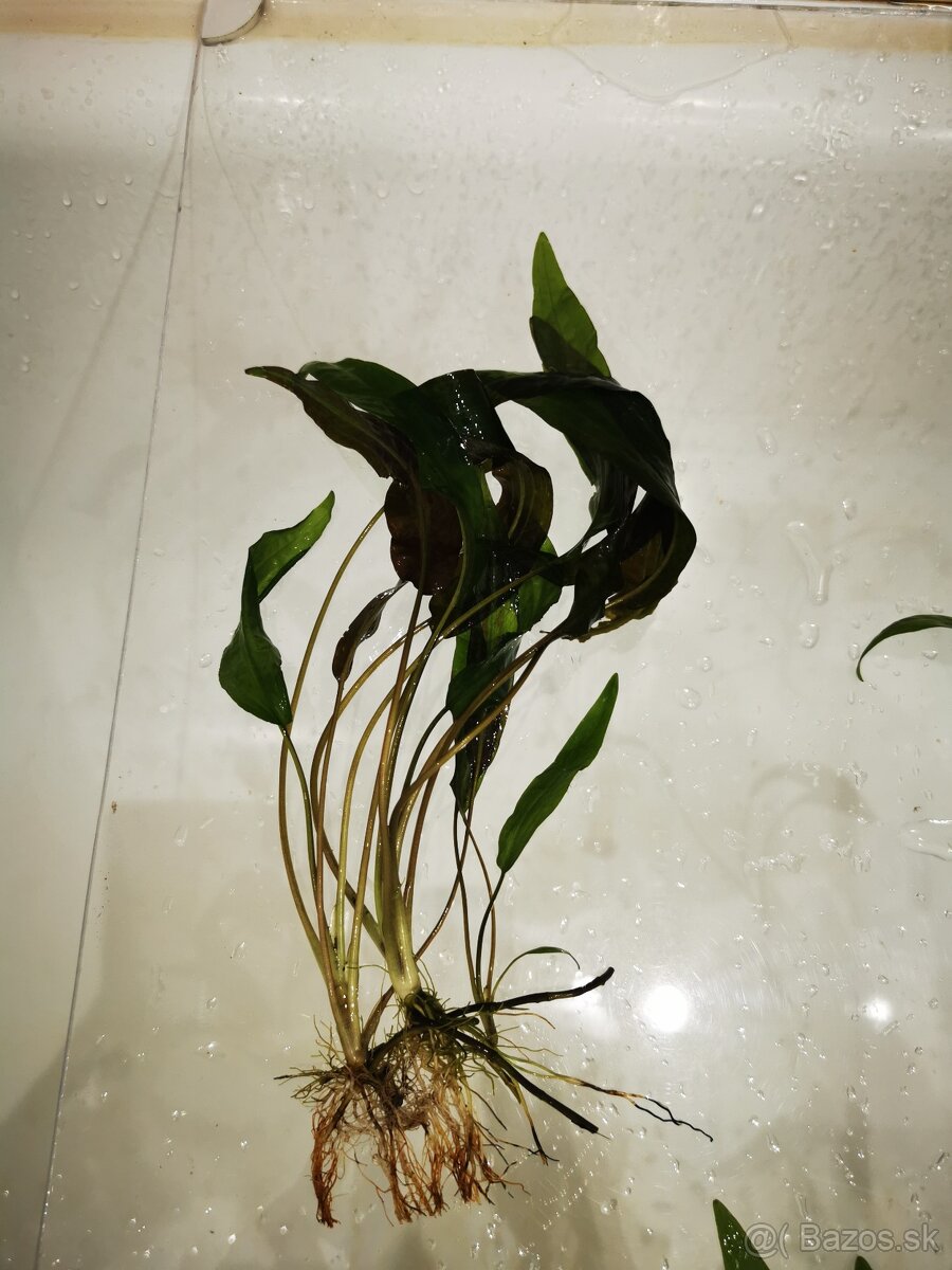 Akvarijne rastliny Cryptocoryne affinis