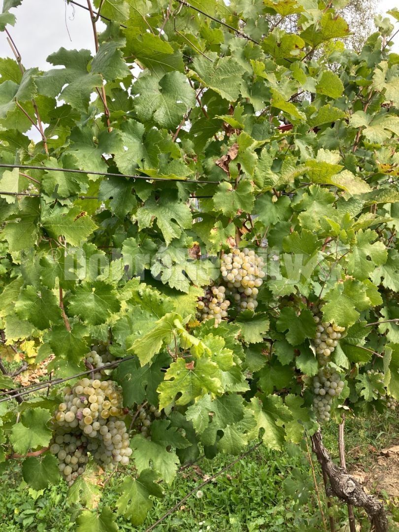 Záhrada + vinica + chatka  na predaj