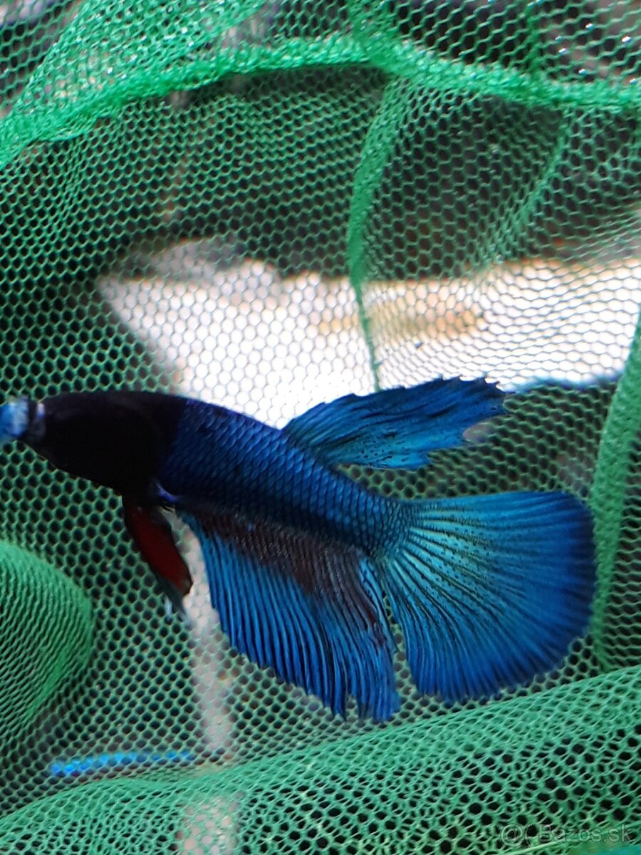 Predam bojovnica betta