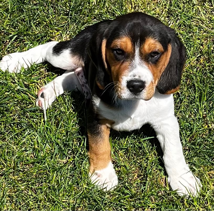 Beagl