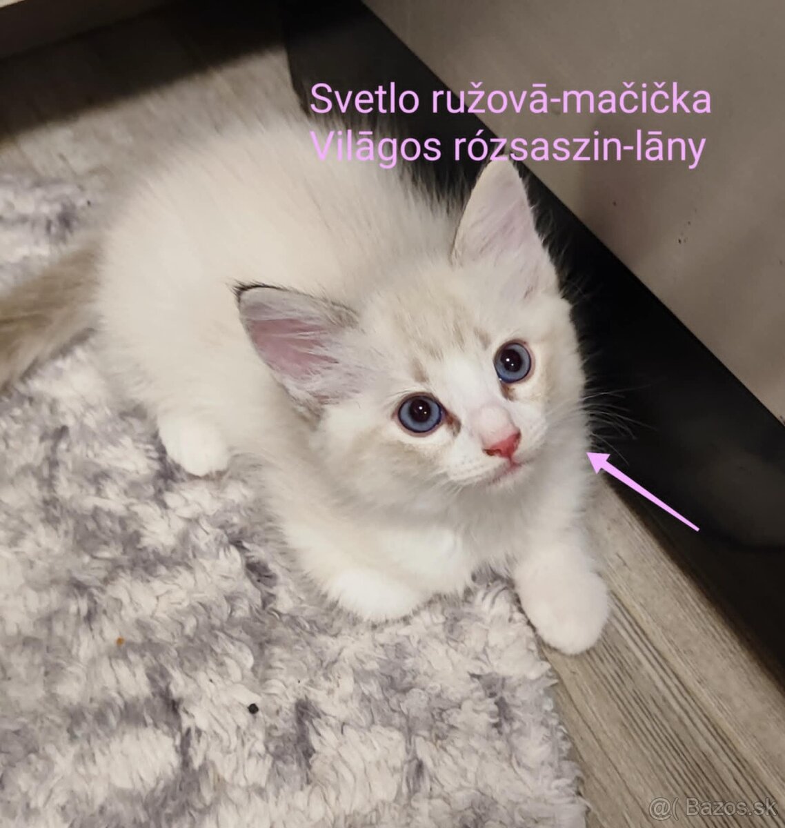 Ragdoll mačiatká bez pp