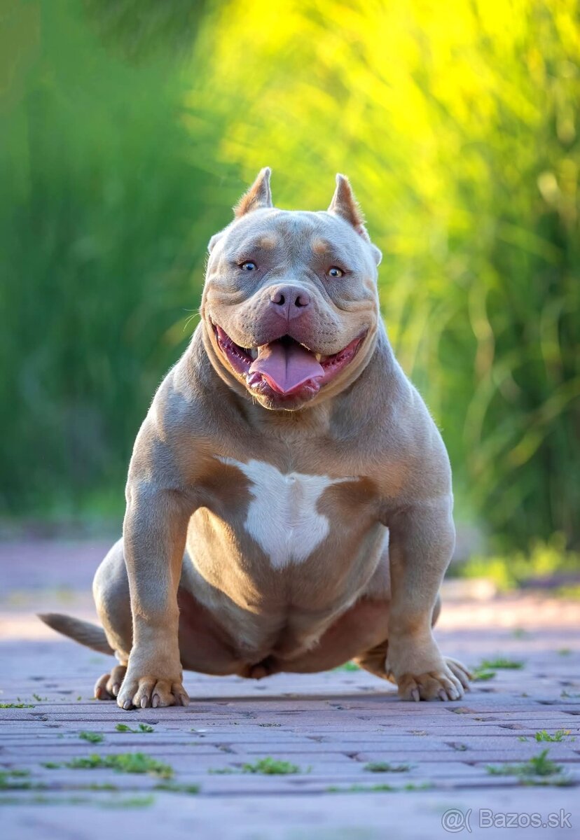 American Bully