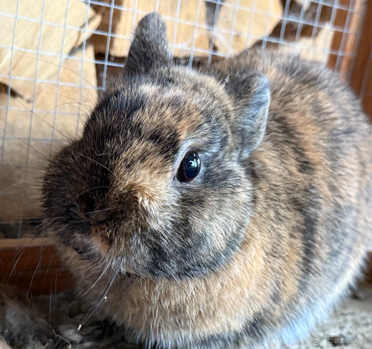 Zakrsly zdrobneny rex