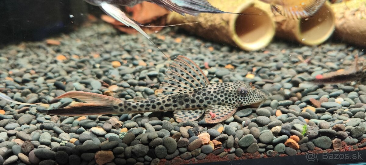 Squaliforma emarginata L011