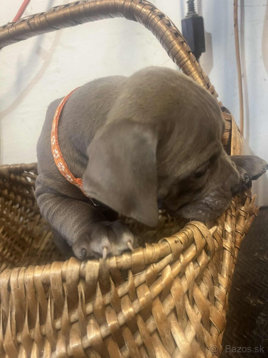 American bully pocket