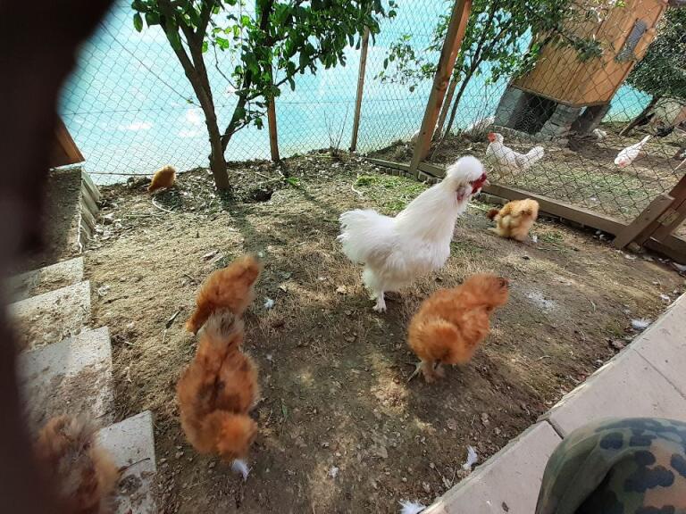 Predám HODVABNIČKY