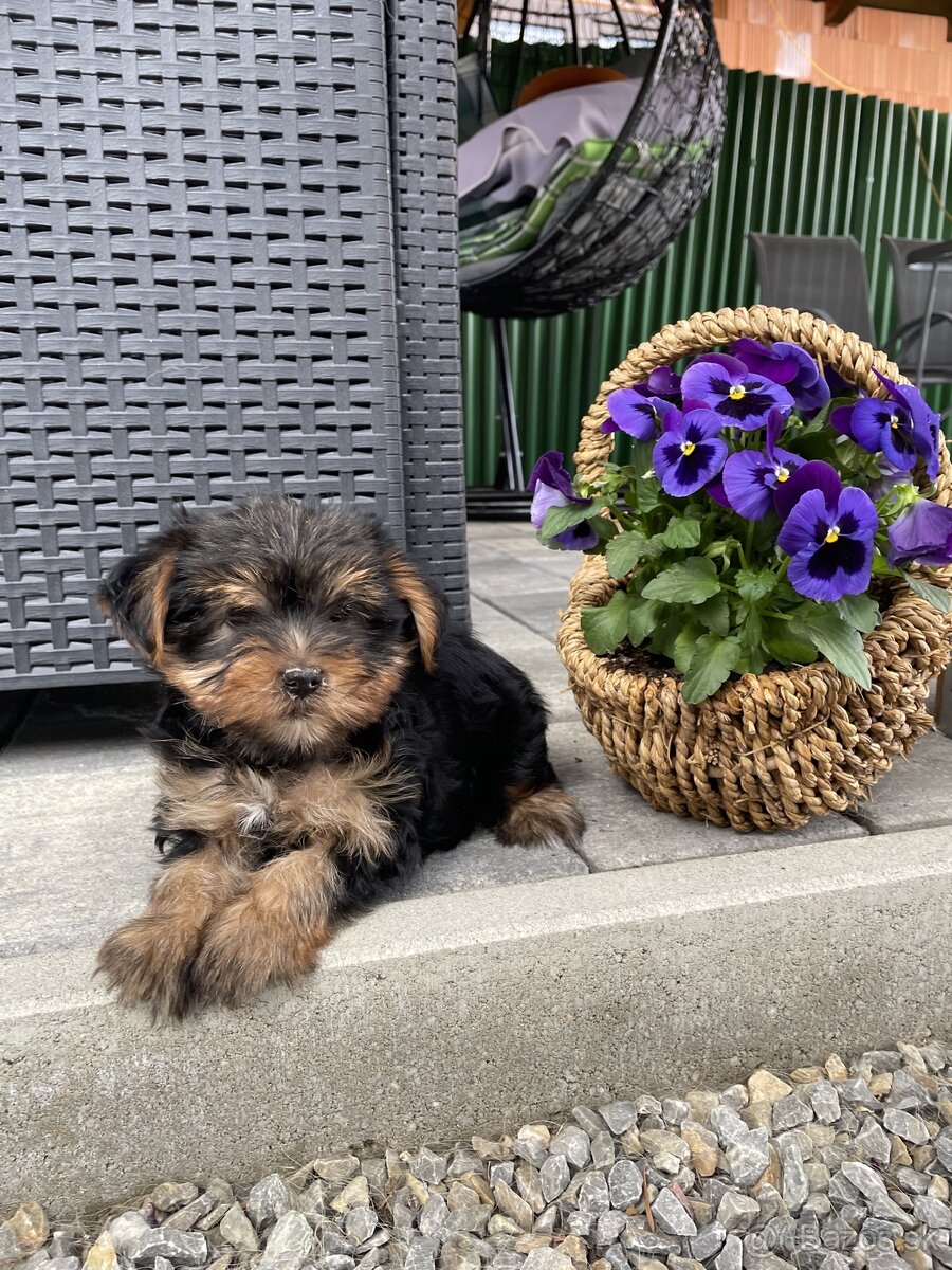 Yorkshire terrier