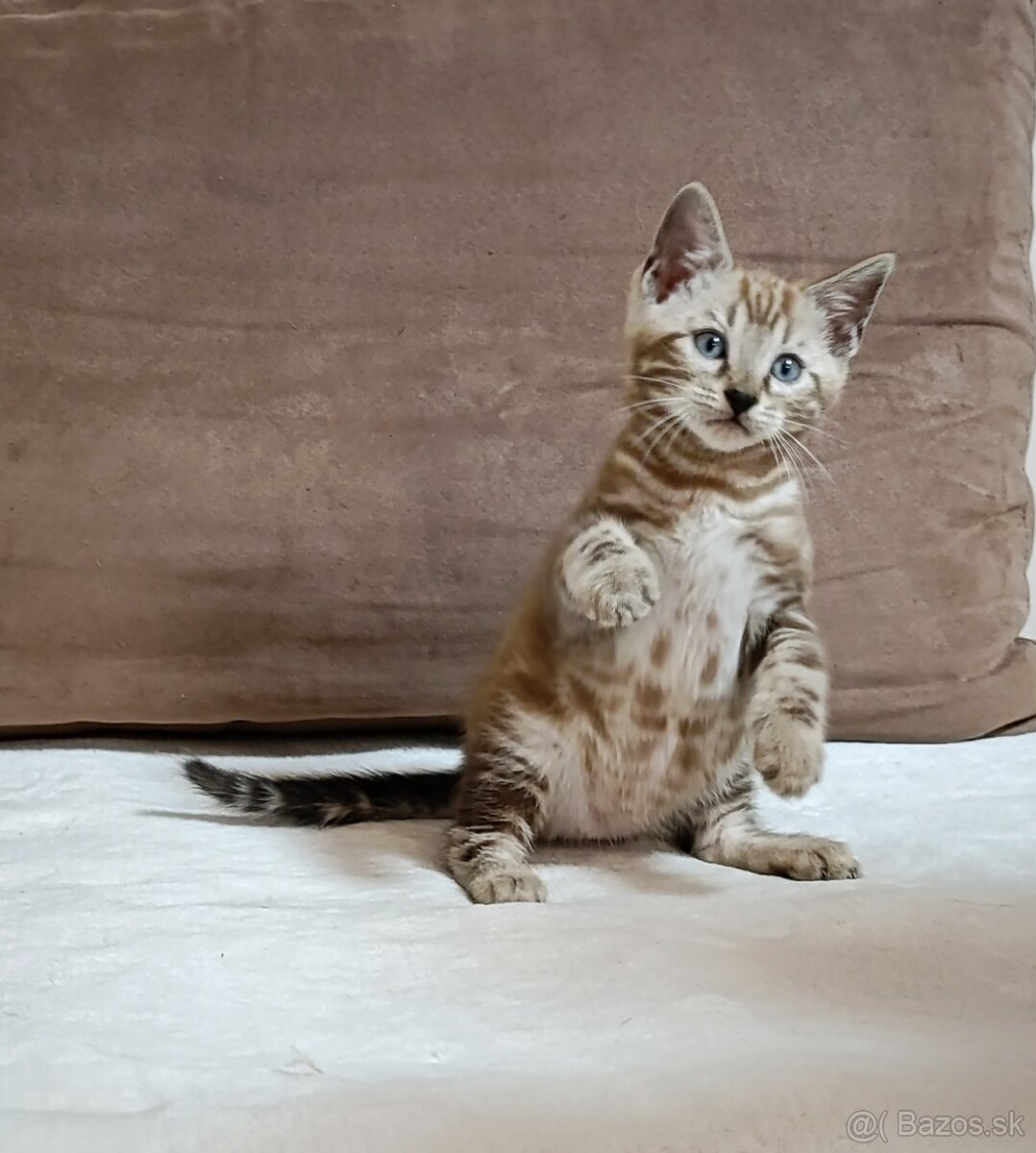 Sepia marbeld bengal