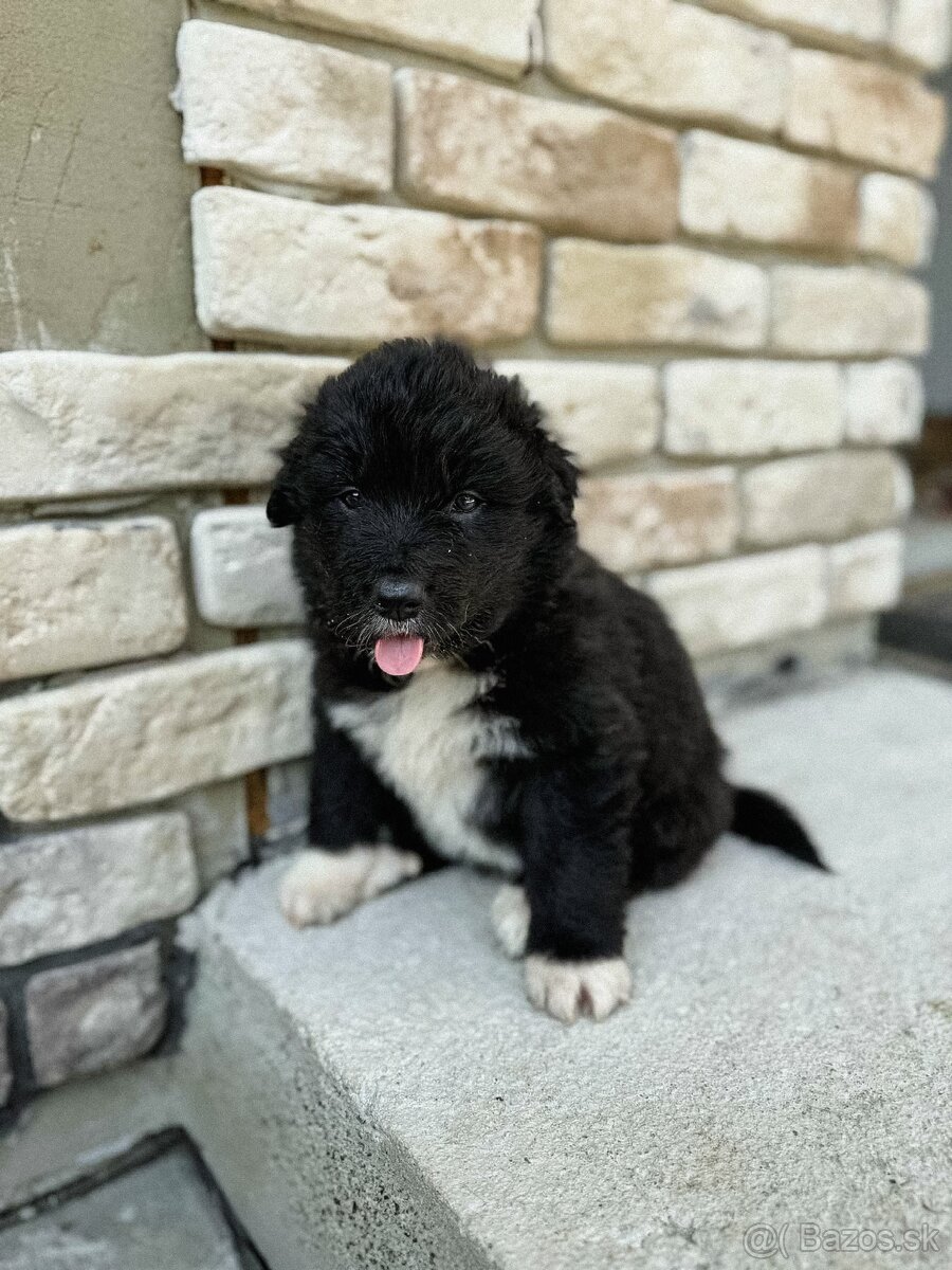 Borador
