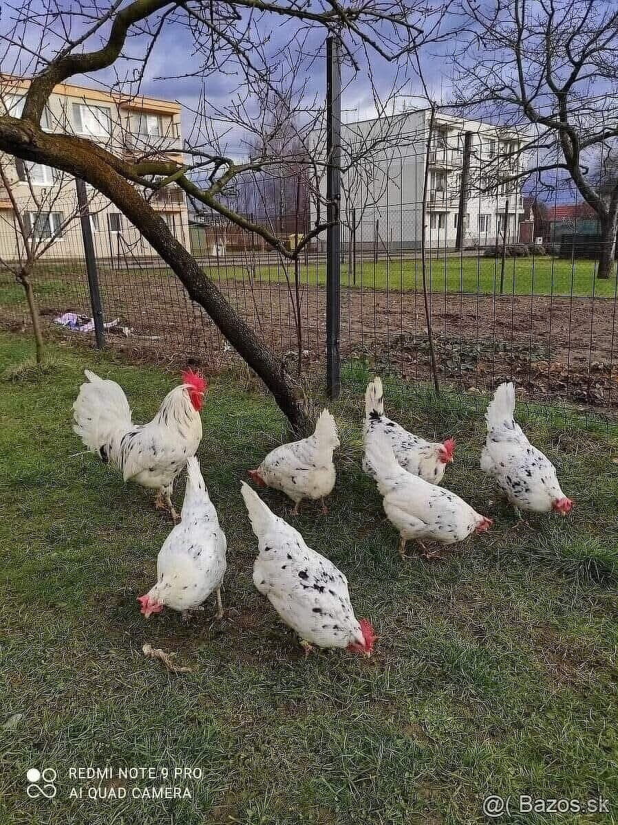 Vlaška exchequer NV