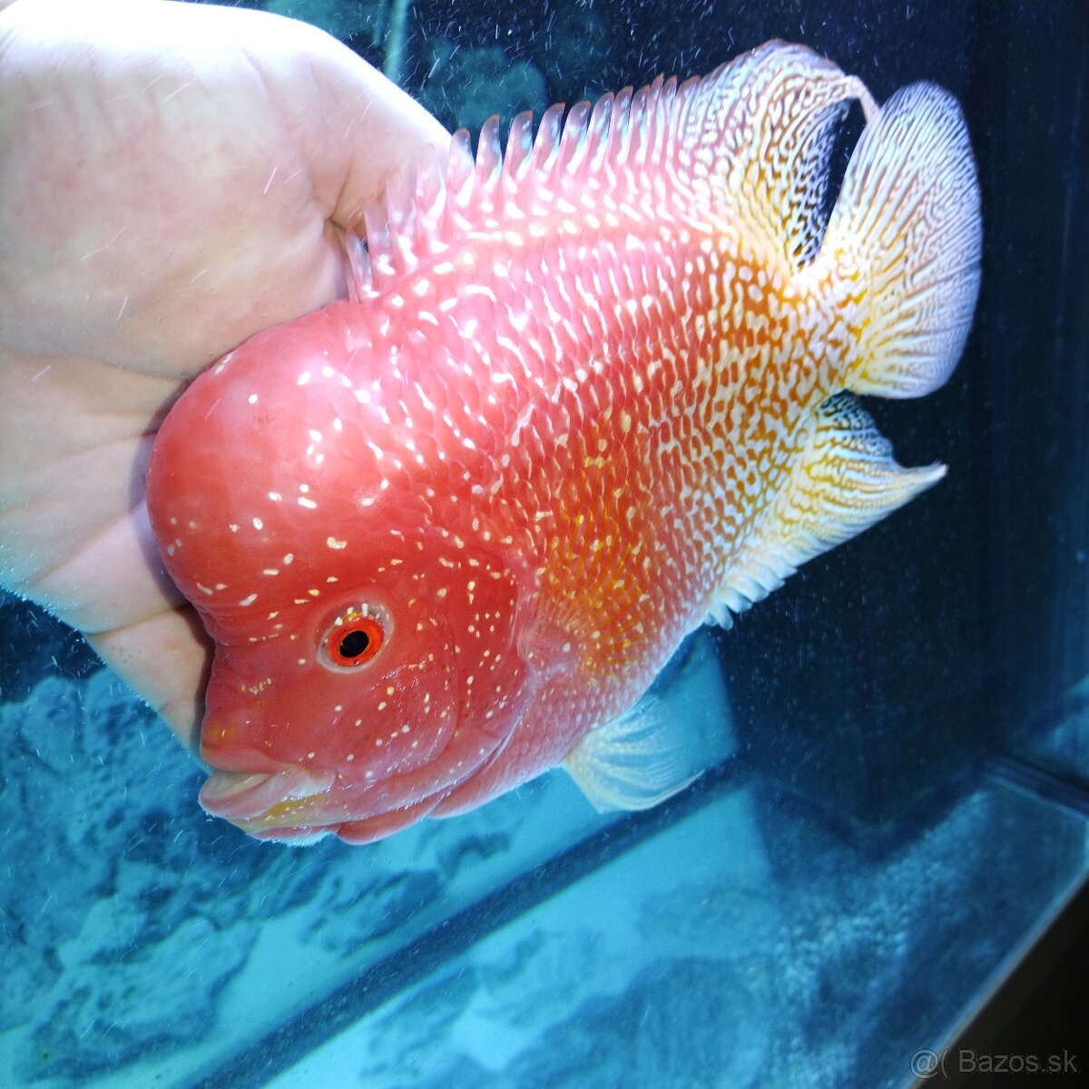 Flowerhorn pár