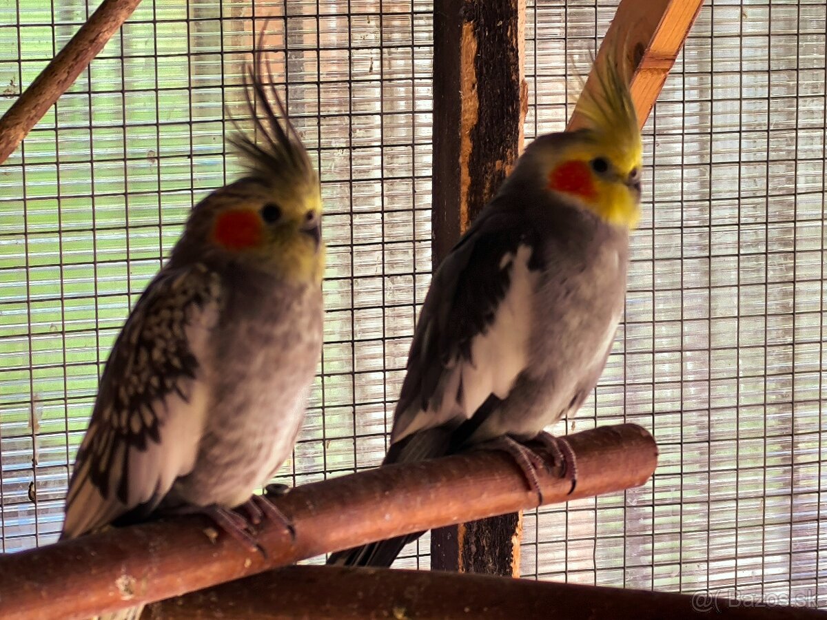 korely výstavný typ