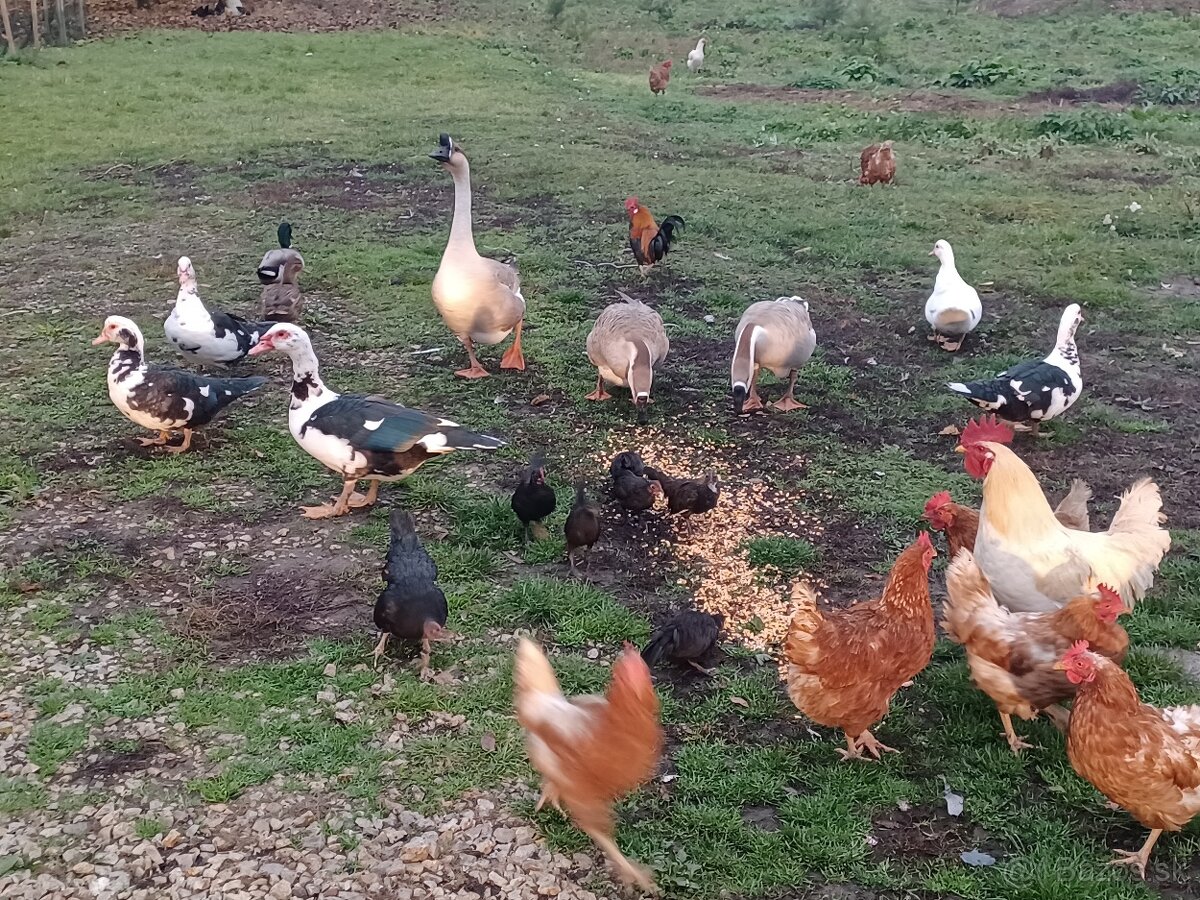 Kacky husy lilipitky