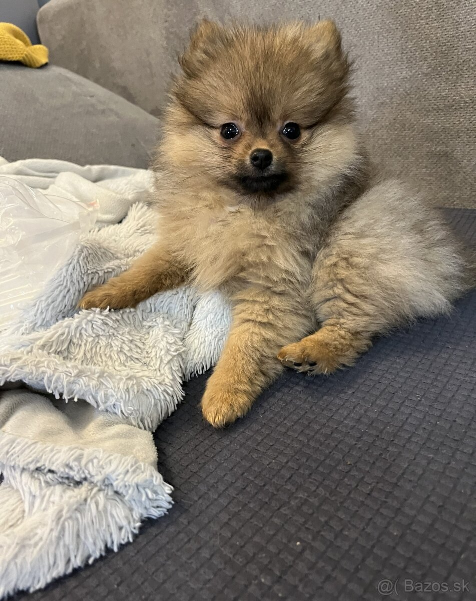 Pomeranian