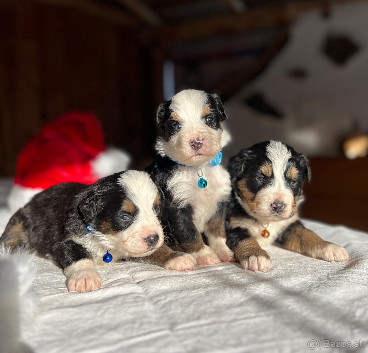 Bernský salašnícky pes