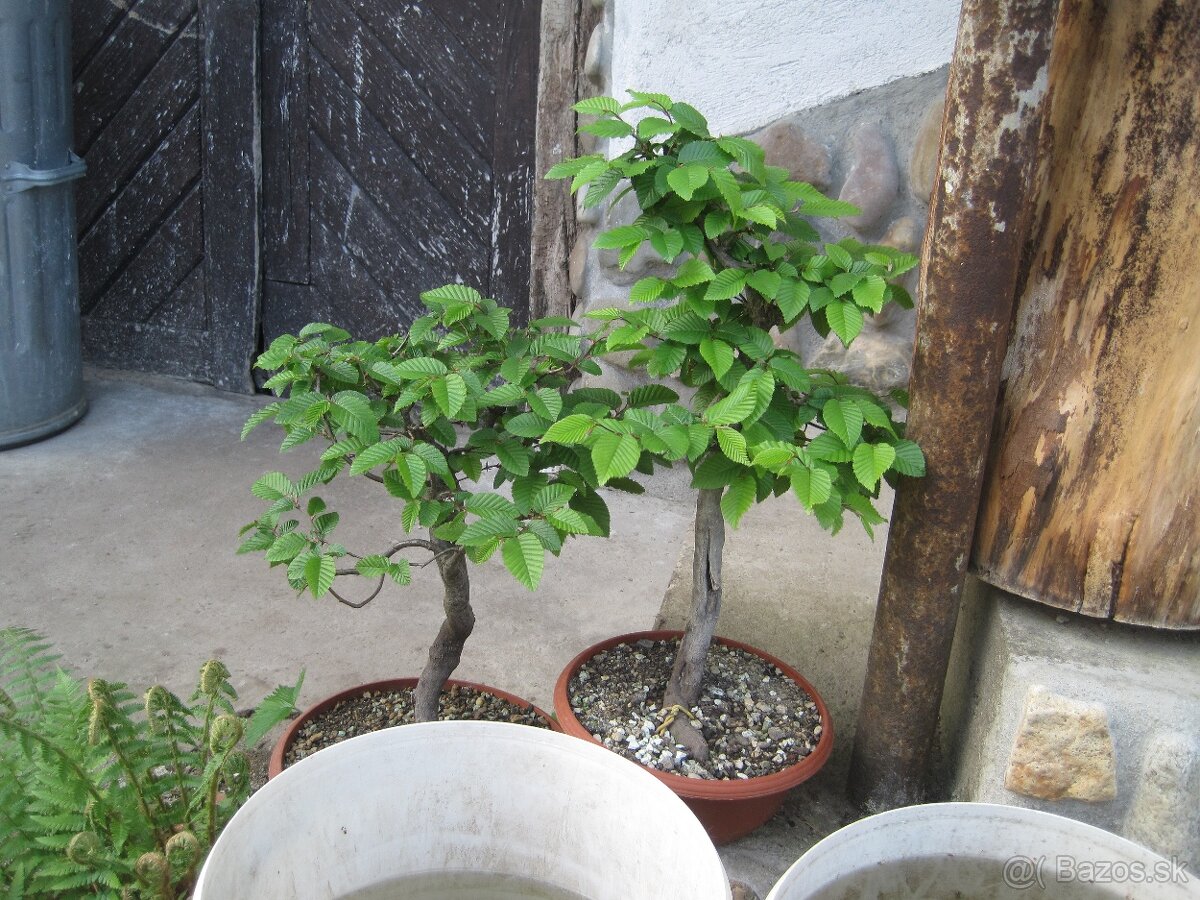 bonsai,bonsaj-hrab 8