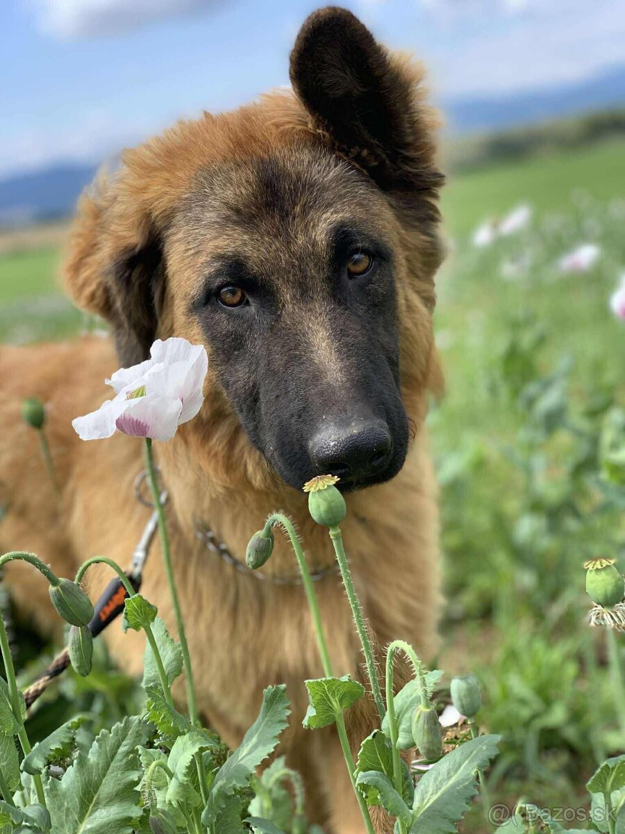 Darujem do dobrých ruk