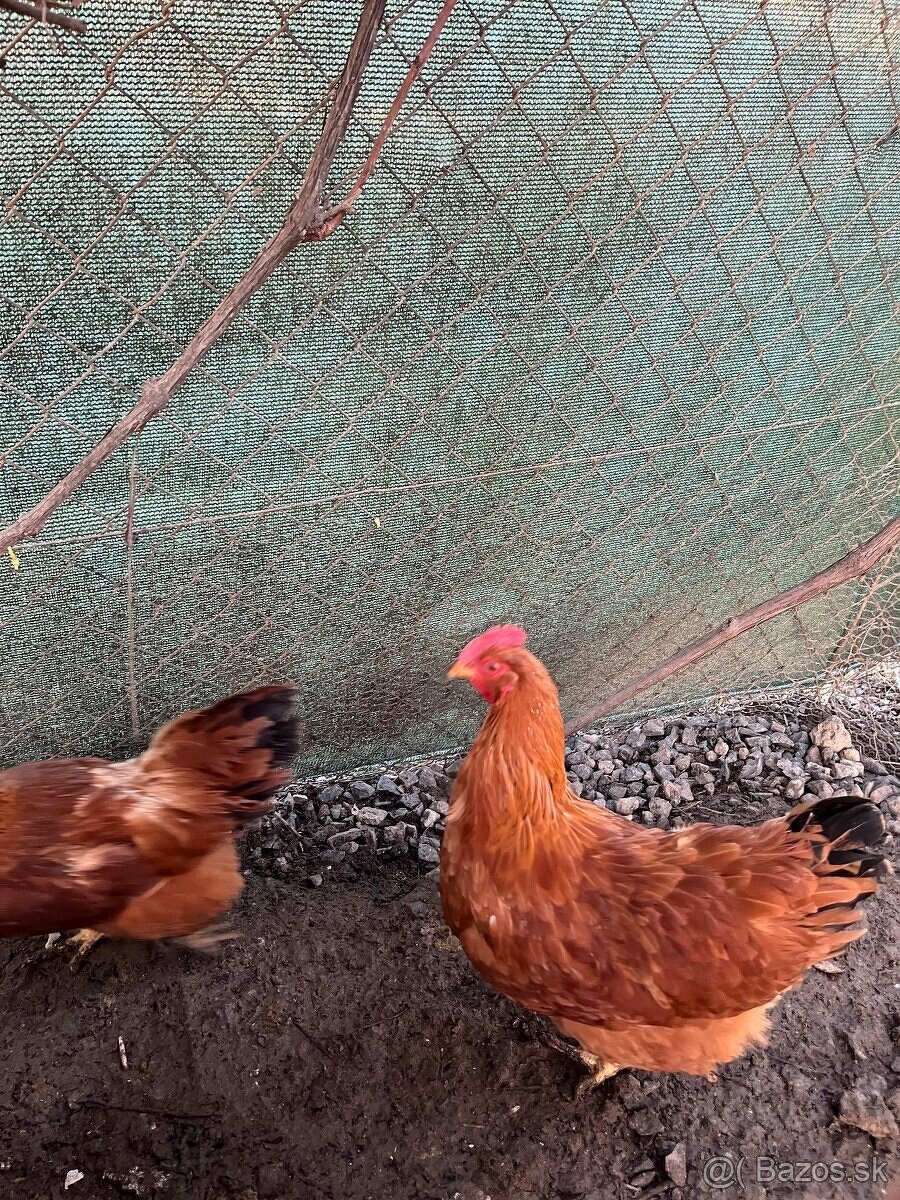 Nasadove vajcia Hempsir