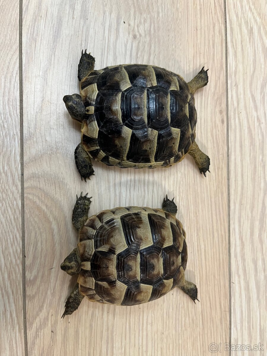 Suchozemské korytnačky