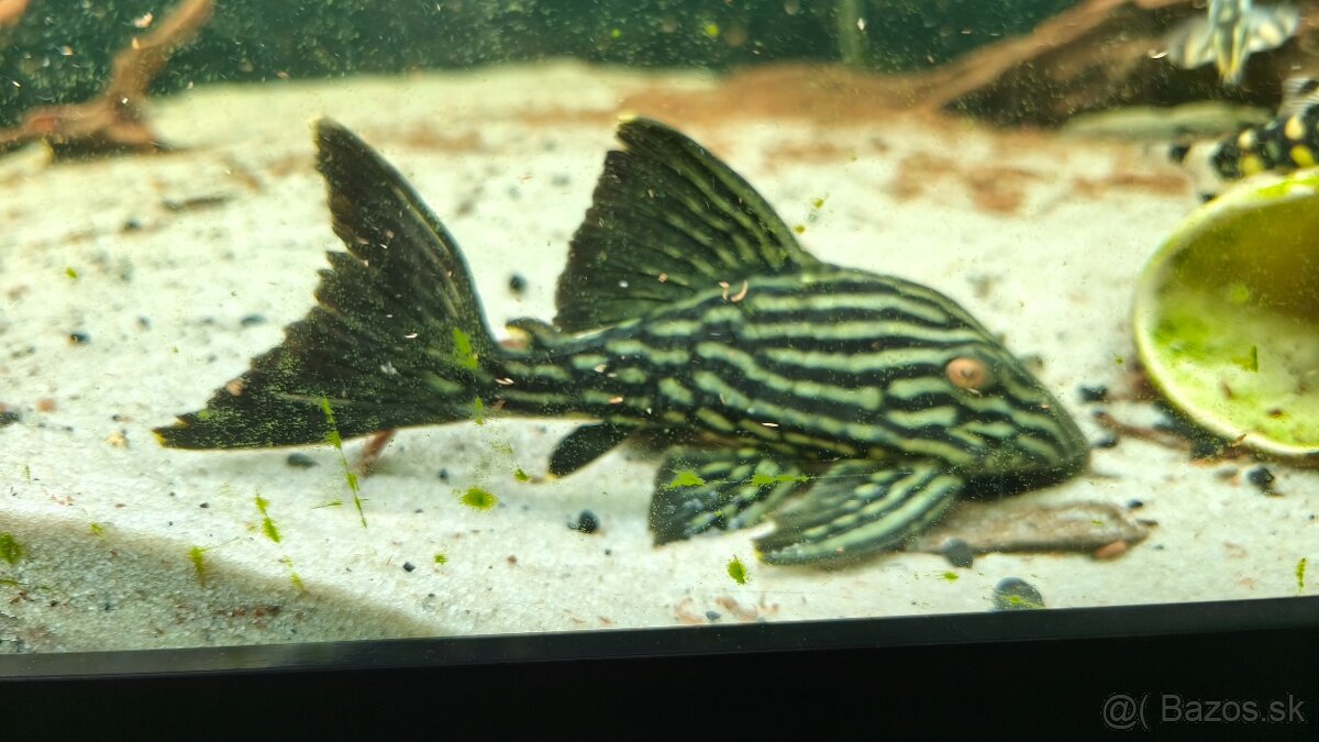 Panaque SP Spotted L330