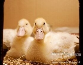 Pekinske rychlorastuce kacky