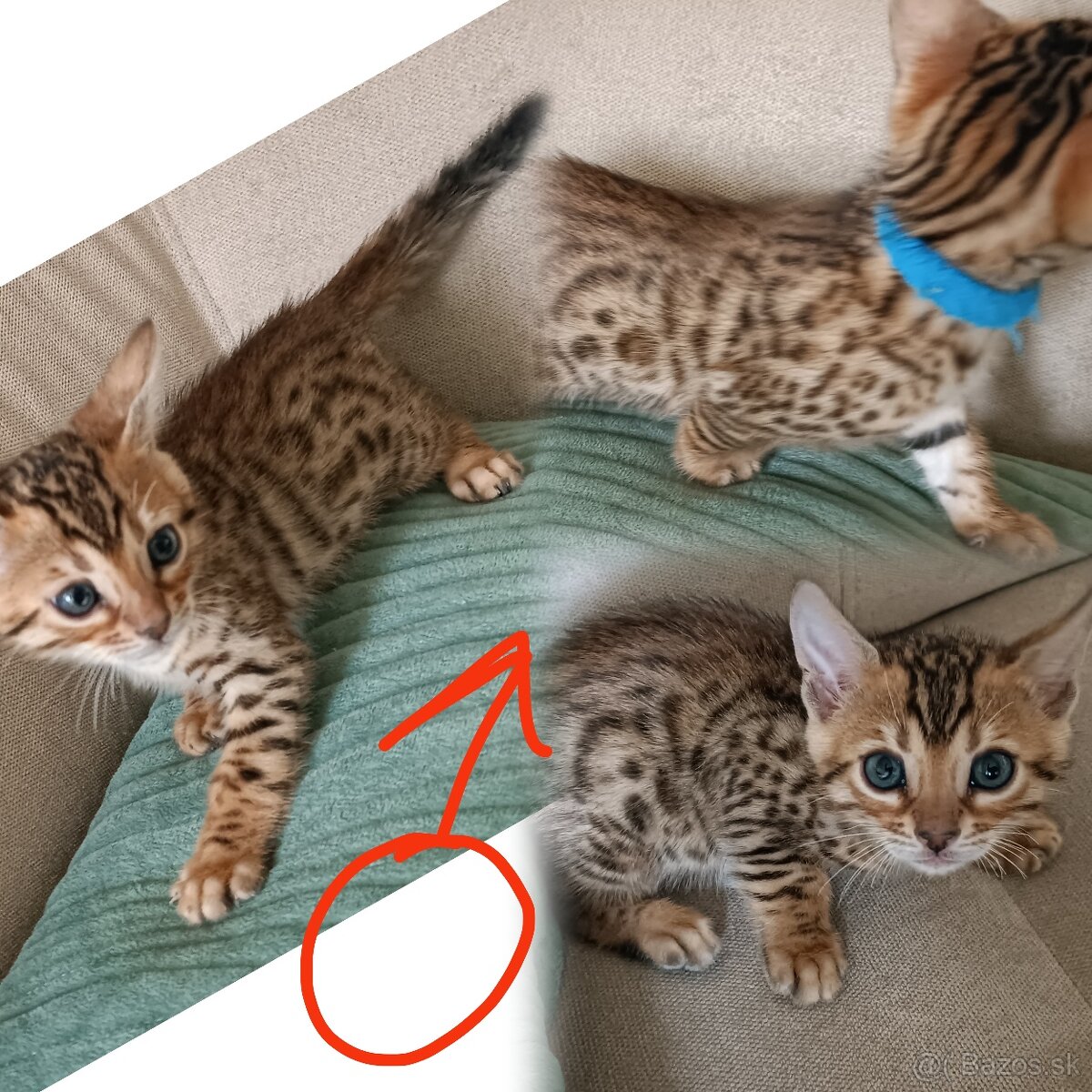 Bengalské mačiatka