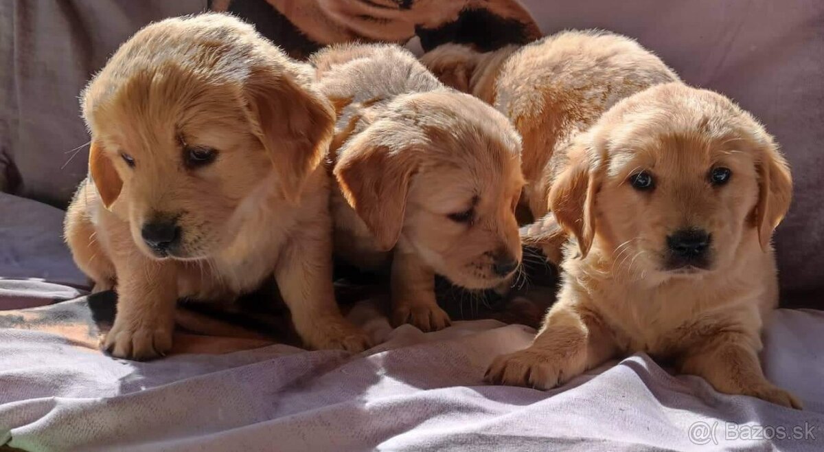 Zlatý retriever