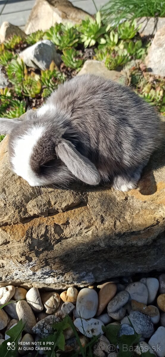 Minilopko