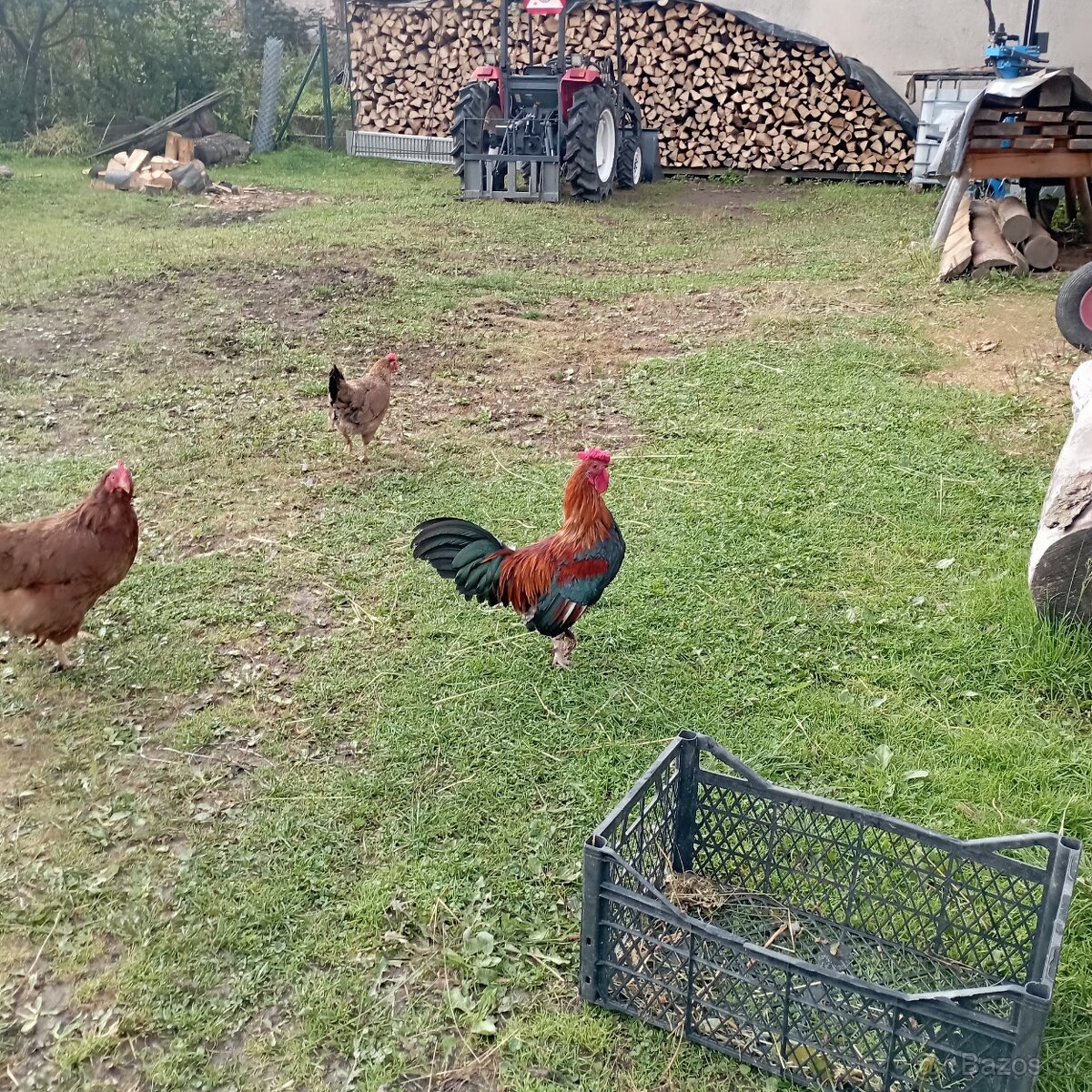 Kohútik