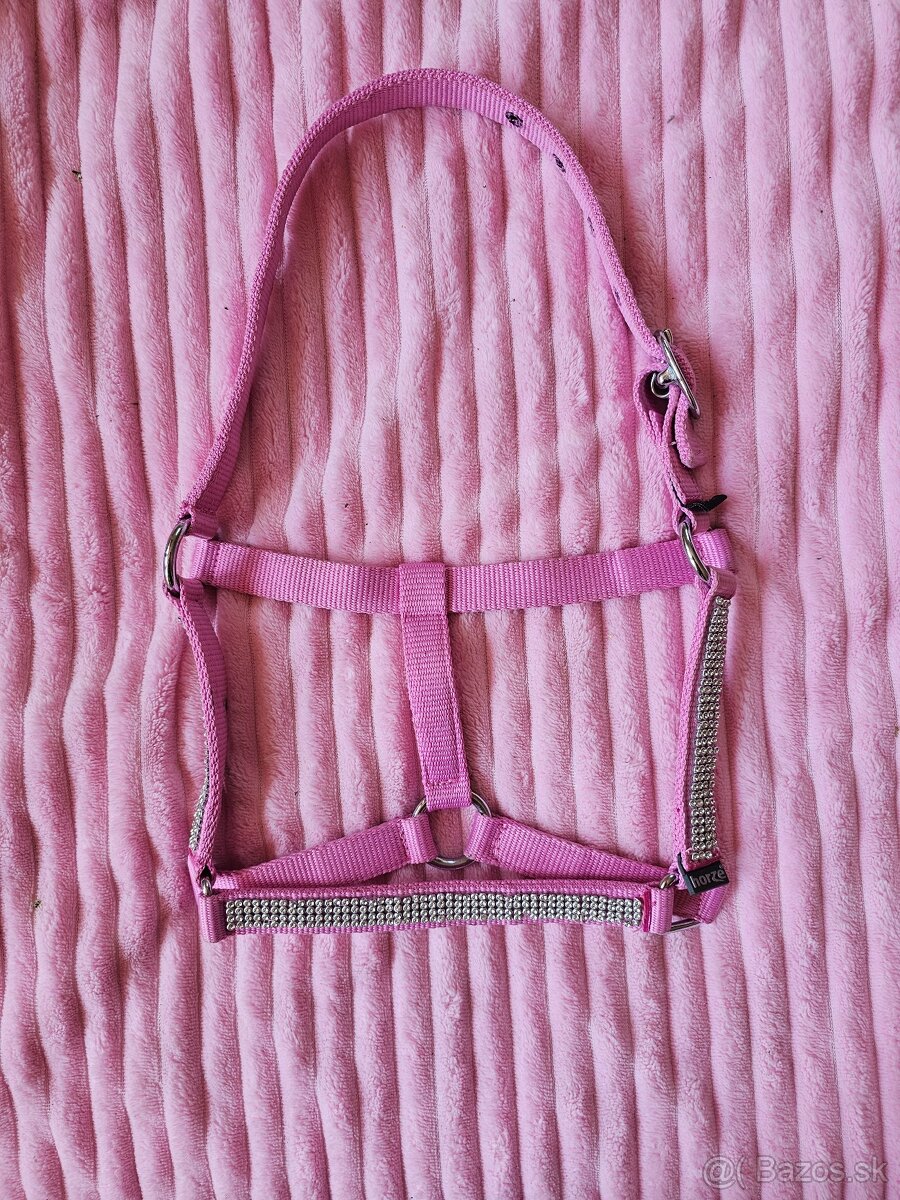 Shetty/Pony