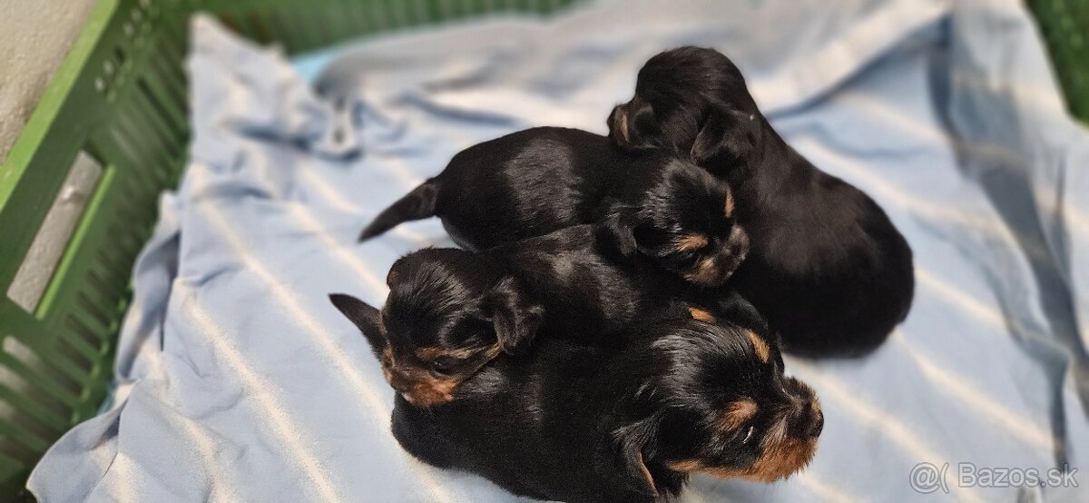 Predám šteniatka Yorkshire teriera