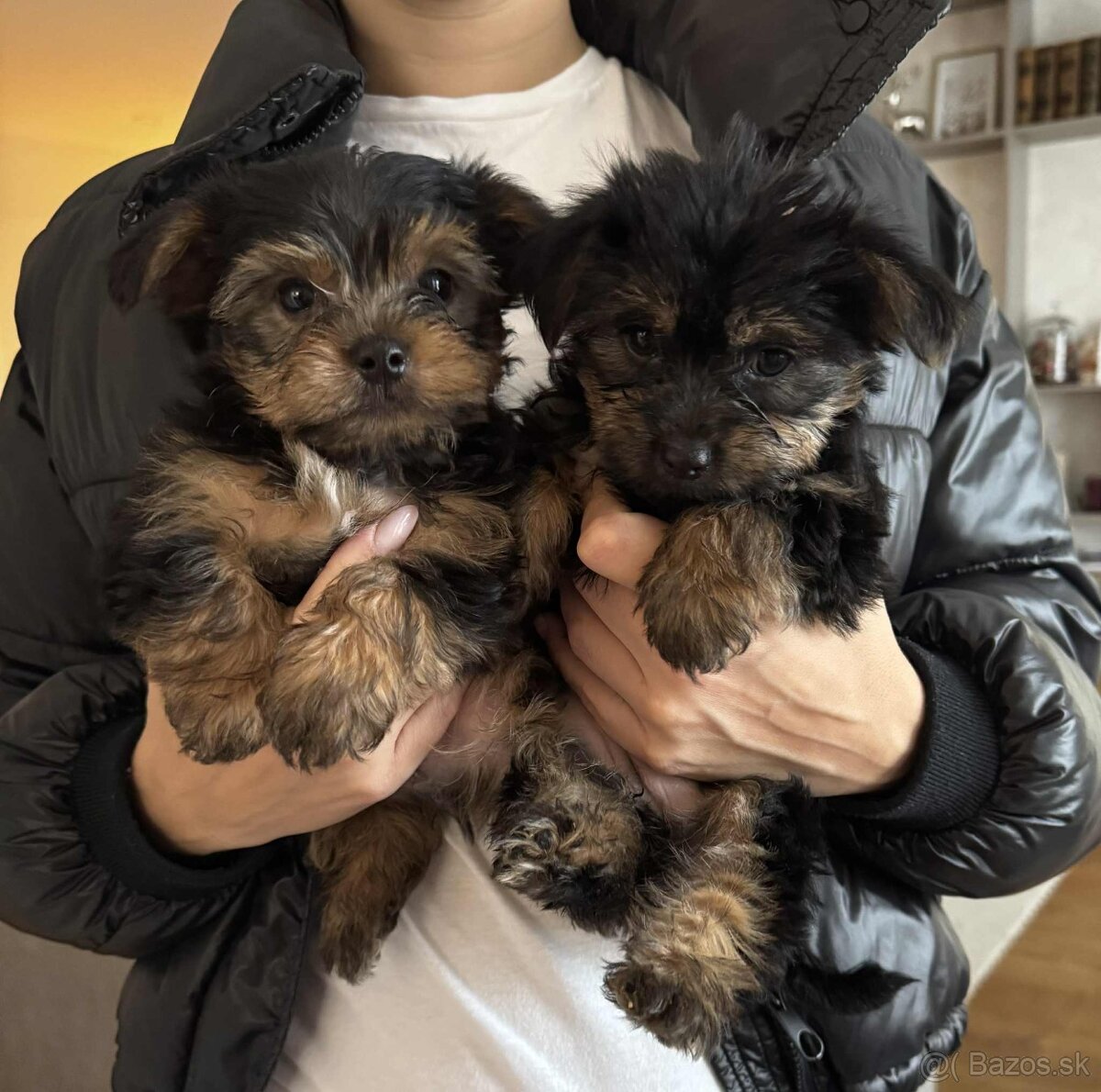 Predám šteniatka Yorkshire teriera