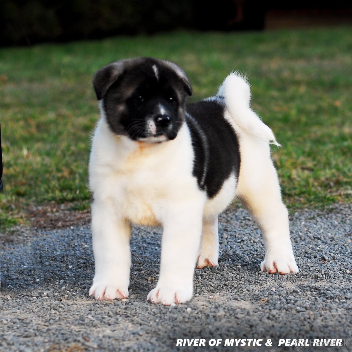 Americka akita
