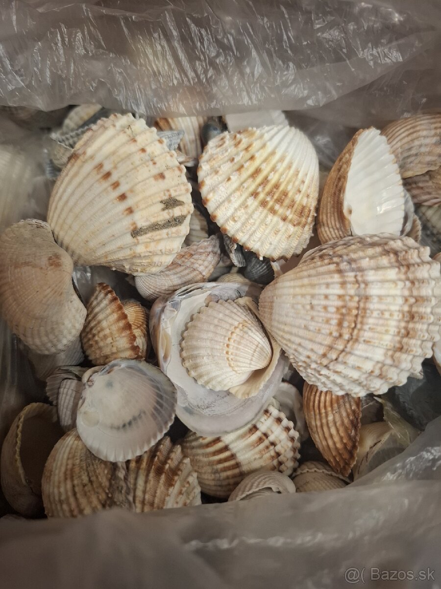 Mušle