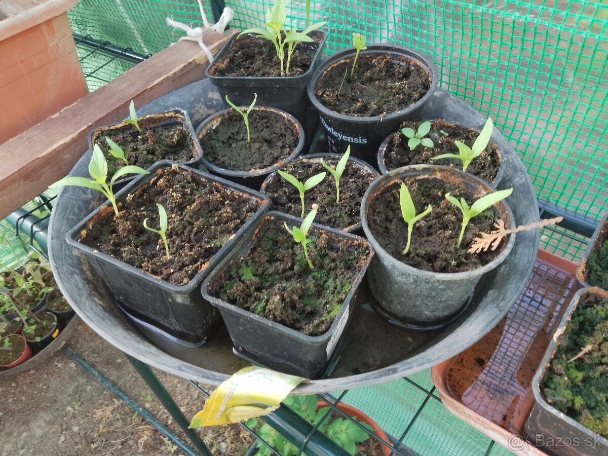 Paprika sadenice