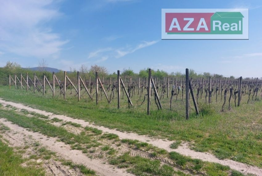 Vinica v Modre je na predaj-5739m2