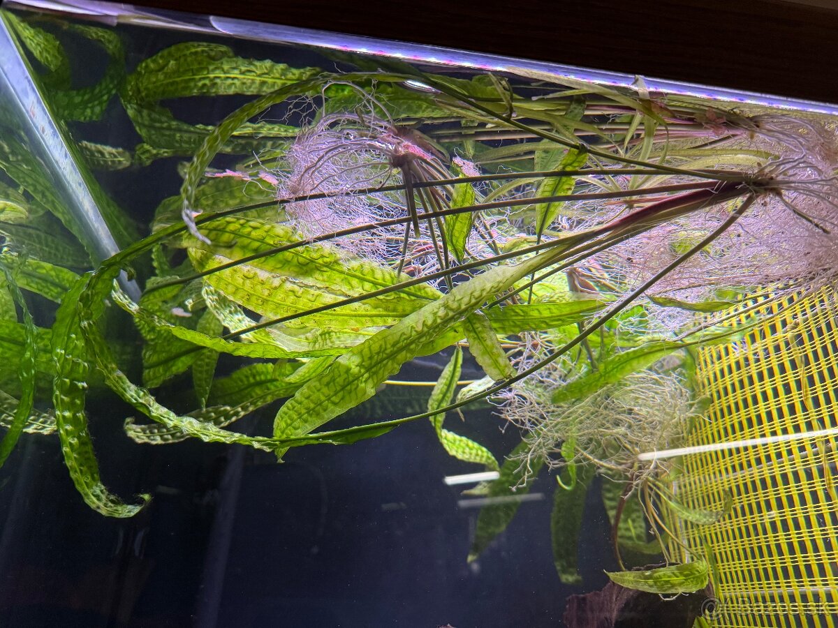 Cryptocoryne aponogetifolia