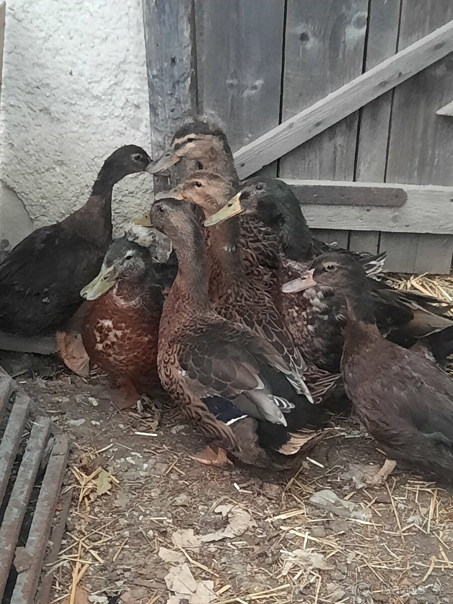 Kačica gurandi